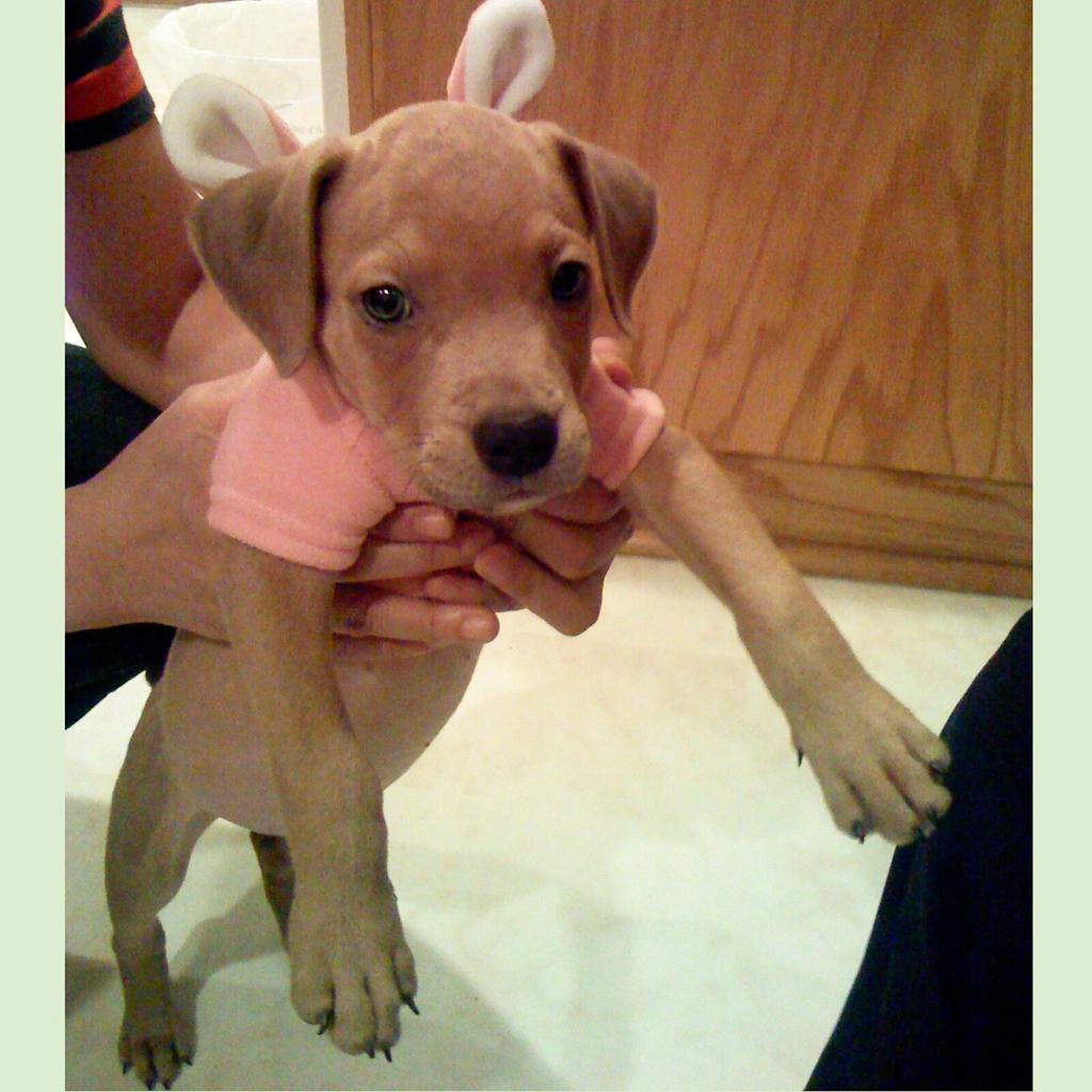 bakapups's tweet photo. I didnt find any #Eastereggs but I did catch this #Easterbunny! #cutiepie #pitbull #dogsoftwitter #throwback #easter http://t.co/EZCh7uXTtX