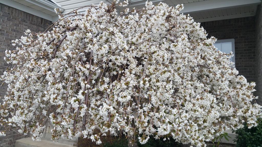 latterdayjane's tweet photo. Our little tree sprang to life during #ldsconf on #EasterSunday. Love the added reminder #BecauseHeLives. http://t.co/A784fDcmt9