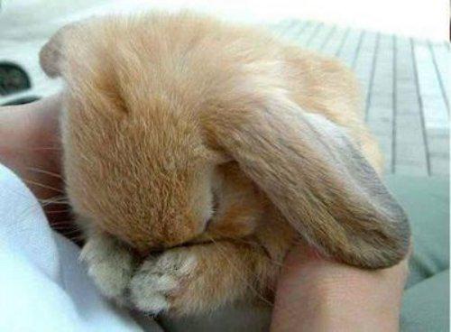 RemaxAgentFL's tweet image. Bunny unhappy? Wants 2 hop to Cntrl FL and b close to many theme Parks Disney,SeaWorld, Universal, etc @RemaxAgentFL