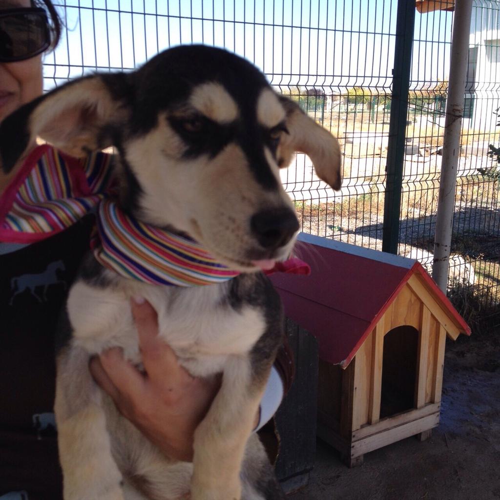 alecitha80's tweet photo. Hermosos perritos para adopción . por favor difundir, están esterilizados y en muy buen estado de salud. http://t.co/F1aQfyQAFK