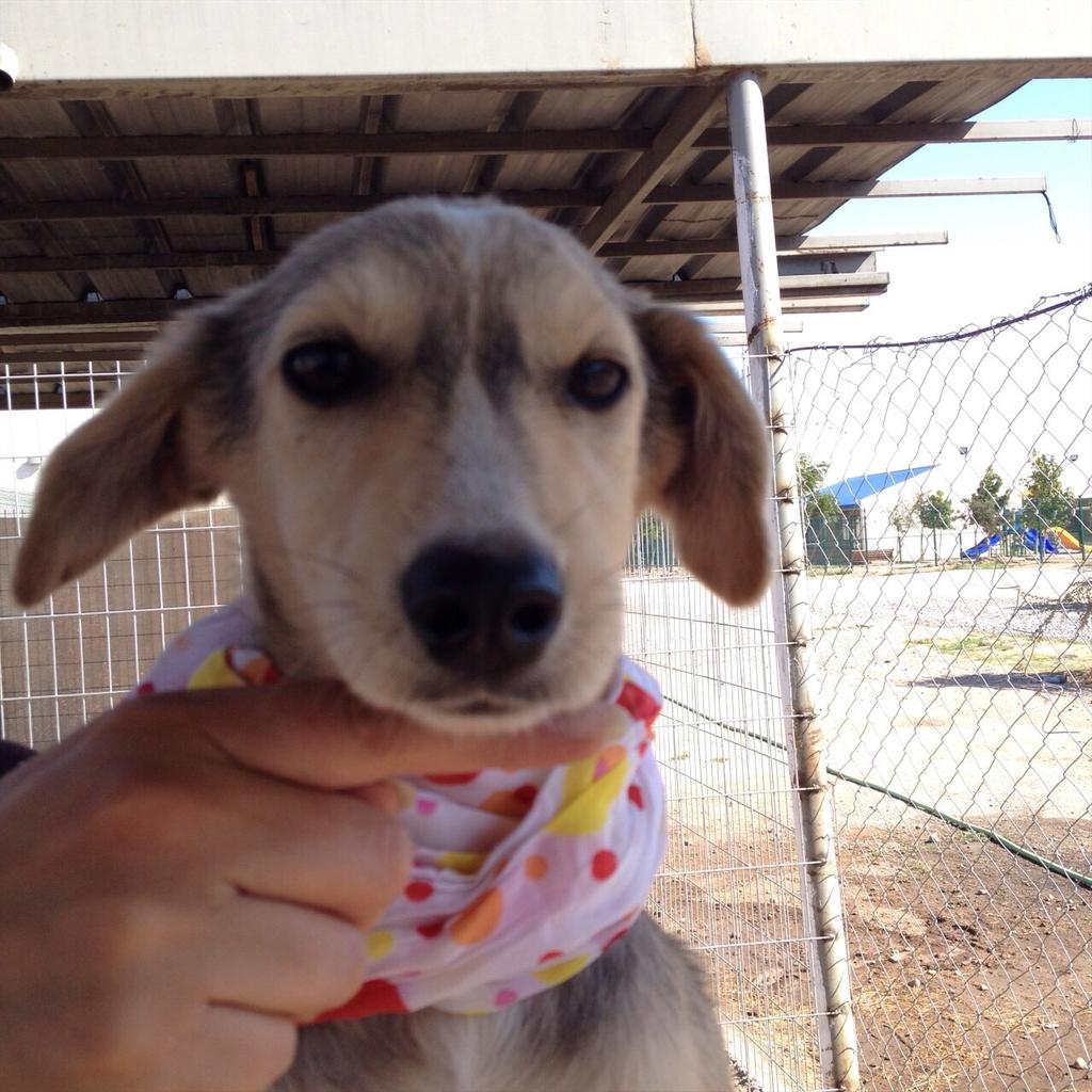 alecitha80's tweet photo. Hermosos perritos para adopción . por favor difundir, están esterilizados y en muy buen estado de salud. http://t.co/F1aQfyQAFK