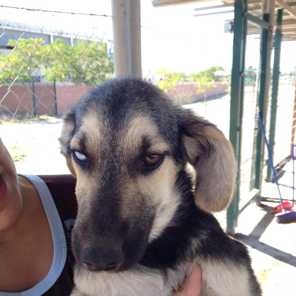 alecitha80's tweet photo. Hermosos perritos para adopción . por favor difundir, están esterilizados y en muy buen estado de salud. http://t.co/F1aQfyQAFK