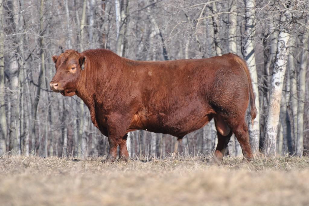 Hill70Quantock's tweet photo. A couple of #RedAngus herd sires pictured over the weekend. Great weather for it! http://t.co/CYg7Fqz6fV