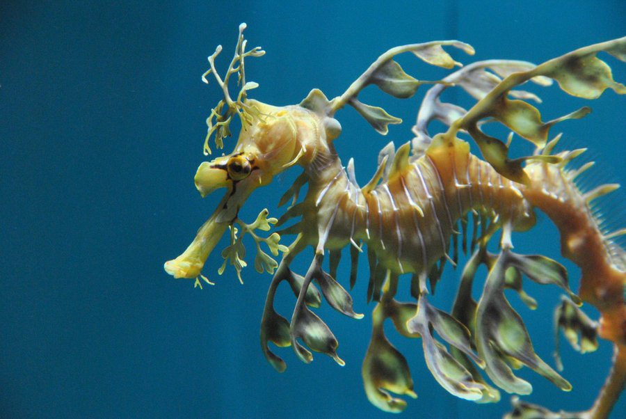 水族館魚図鑑 ウィーディーシードラゴン Phyllopteryx Taeniolatus 動物園 水族館に行こう