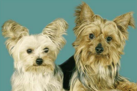 pickapetguide tweet picture