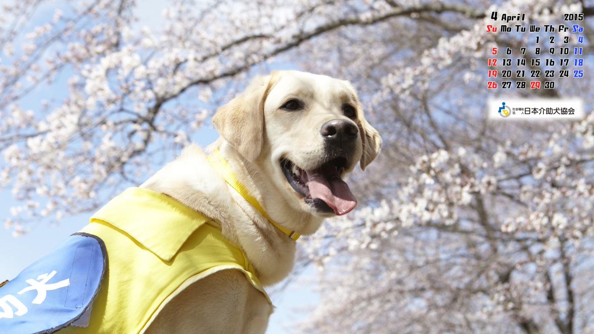 社福 日本介助犬協会 On Twitter 2015年4月分の日本介助犬協会