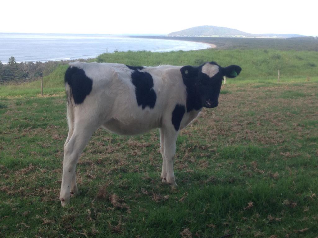 polepositiongen's tweet image. 2 Sammy-P daughters! 1 owned by @SeabreezePaul NSW the other owned by Wirrabank SA @DairyBullsOnlin @polledbreeder