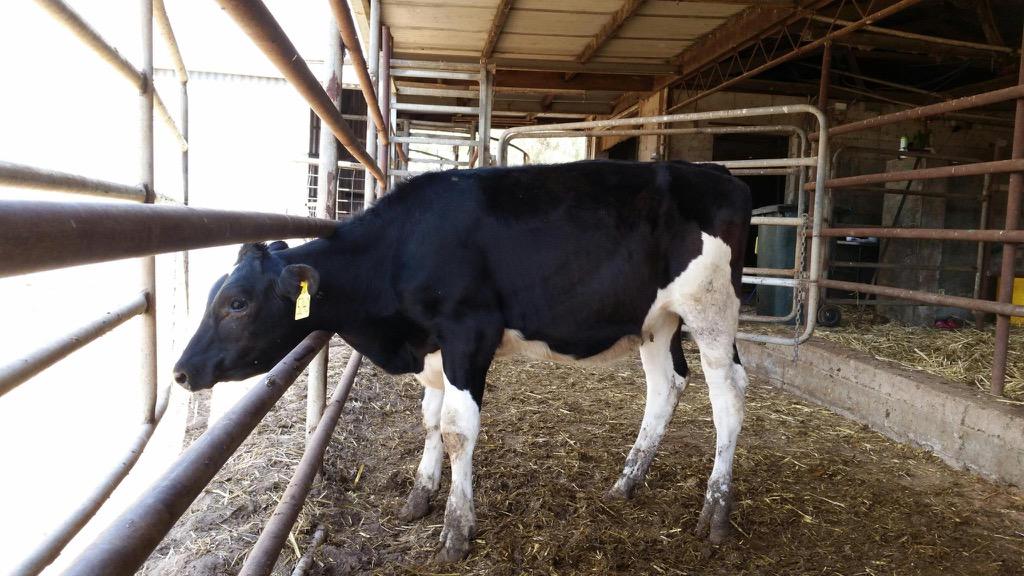 polepositiongen's tweet image. 2 Sammy-P daughters! 1 owned by @SeabreezePaul NSW the other owned by Wirrabank SA @DairyBullsOnlin @polledbreeder