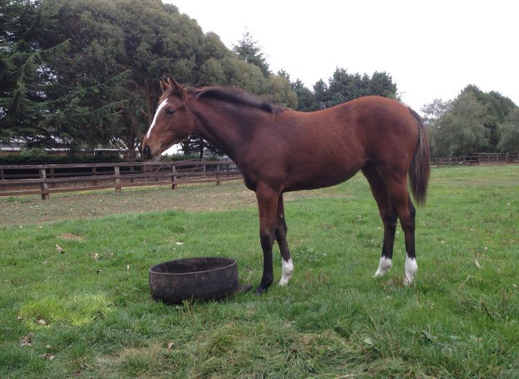 chrispearce98's tweet photo. Our weanling filly,by LUCAS CRANACH out of OVERNIGHT(half-sister to1993 MelbourneCup winner VintageCrop) #BredToStay http://t.co/Prt53WZ9ut