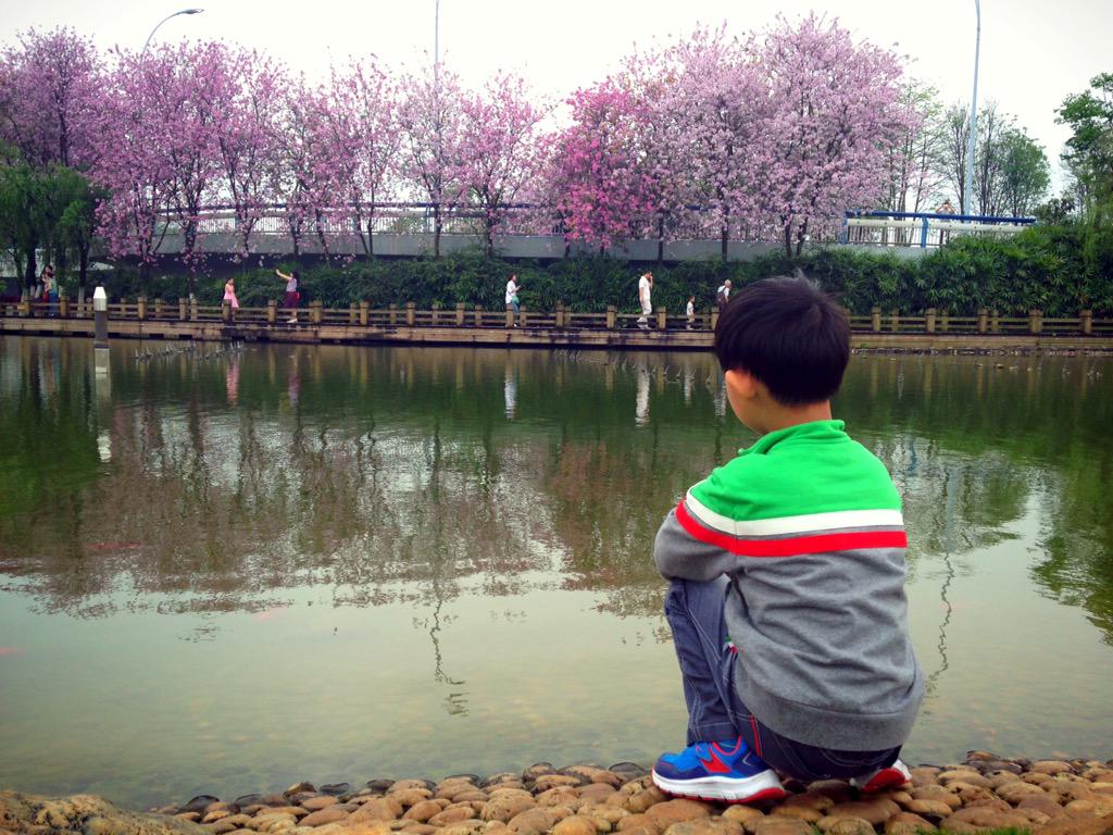 cq0919's tweet photo. 满城花开时。 http://t.co/pqSWUMOQBm