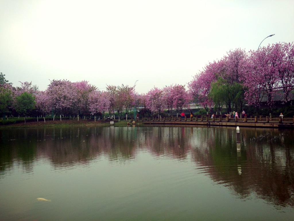 cq0919's tweet photo. 满城花开时。 http://t.co/pqSWUMOQBm