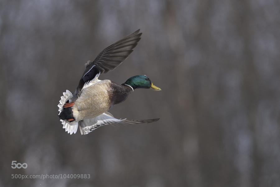 CoverGap's tweet photo. Flying... by BertdeTilly - http://t.co/HfoitaoMZr #BIF #BirdInFlight #D810 #Drake #Duck #Fly #Flyinf #Mallard http://t.co/s2k0tPAZWa