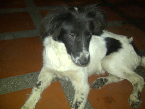 DUINCONSUELOC's tweet photo. REPORTA @anirvana7 ENCONTRADA EN PANADERIA VICTORIA DELI AV VICTORIA BUSCA DUEÑOS/HOGAR @StaMonicaVe @redsantamonica http://t.co/emJZuOKjPn