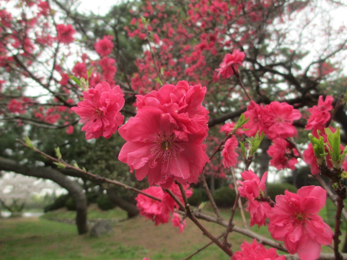 osotoweb's tweet photo. ピンク色が濃いねー。@parkykun 風が吹くと桜吹雪がハラハラ…これもまた桜の楽しみの一つだね。浜寺公園ではばら庭園のシダレザクラが見頃だよ。ヤマブキなども咲き始めて、園内が賑やかになってきたよ。 #osotoweb http://t.co/zwh1sVMcVl
