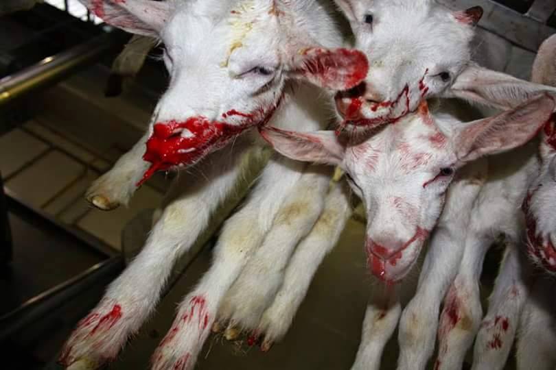 ind_vegan's tweet photo. FRIENDS ARE NOT FOOD #food #friends #govegan #compassoin http://t.co/6jI0SlKEwt
