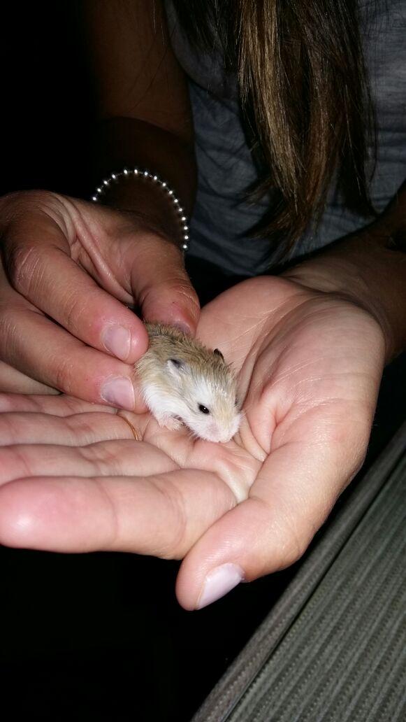 mari_tere626's tweet photo. Se regalan 2 hamster roborowski!! Tienen unos 20 días.... Si alguien los quiere q m mande un privado! RT plis!! http://t.co/02GuzpWf7a