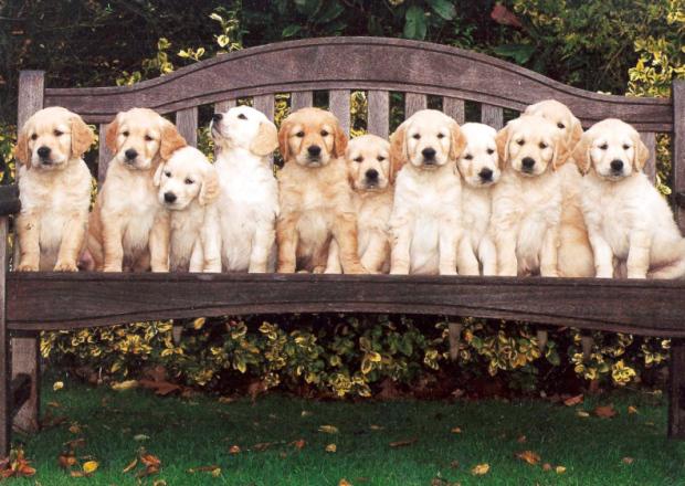 adamjwildlife's tweet photo. “@TheScotsman: Revealed: The most mischievous dog breed is... http://t.co/nG8yl2w355 http://t.co/LsC8GoixYv” @Matty123jay @bobzay3 familiar?