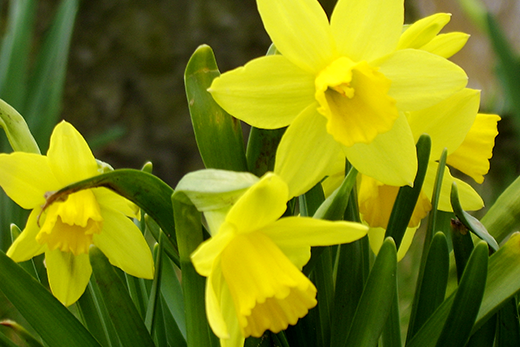 JenniferCattet's tweet image. Top Veterinary Articles of the Week: Spring Poisons and more by jana rade @DawgBlogger buff.ly/1y7IZsh