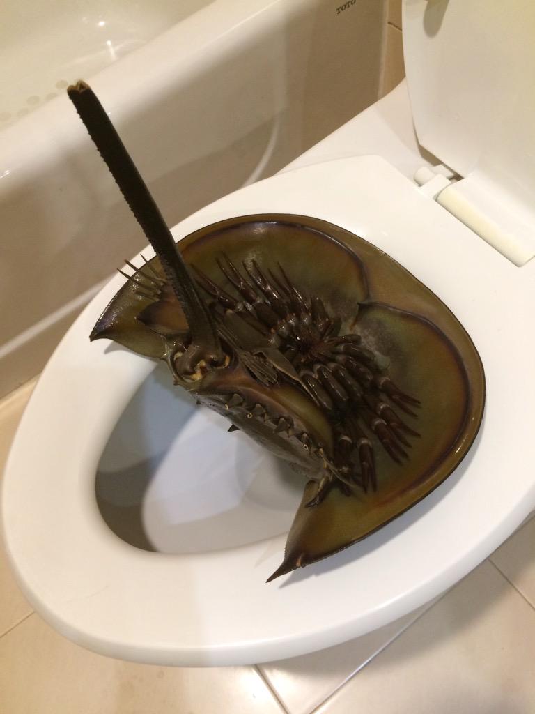食べるつもりで中国の市場で買ったカブトガニ カブたん との日々 Togetter