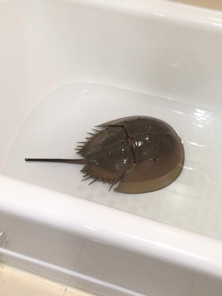 食べるつもりで中国の市場で買ったカブトガニ カブたん との日々 Togetter 食べるつもりで中国の市場で買ったカブトガニ カブたん との日々 Togetter