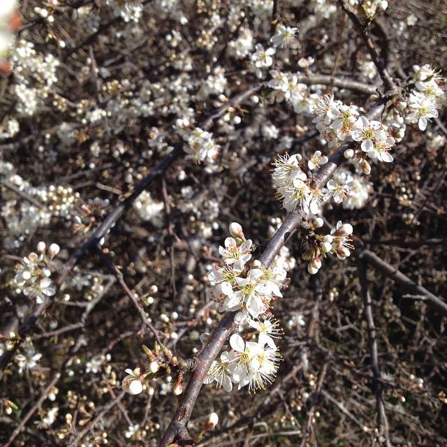 hotel_la_pace's tweet image. Thousand Faces of #Tuscany Vielleicht haben es ja einige schon bemerkt, ich mache bei #abcfee2015 mit. Dann macht e…