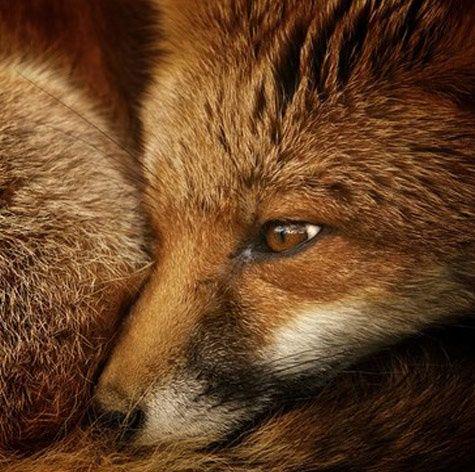 emergency_fox's tweet photo. FOX http://t.co/YNwmPo5aHS
