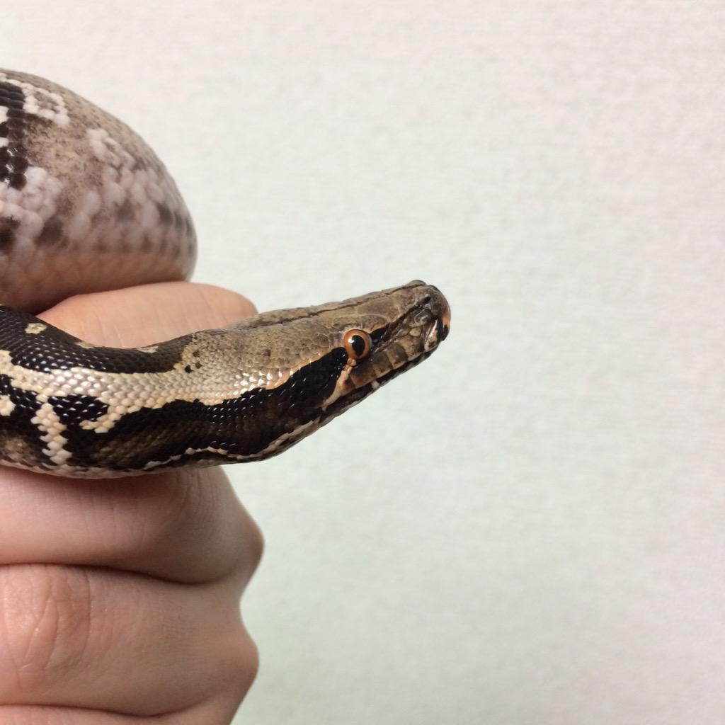 NoMusicNoWutang's tweet image. なんか可愛い #shorttailpython
