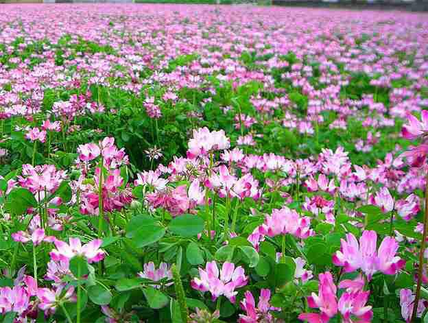 Yutuki Comitiaて26a こんな花畑に1人でいきたい 水色のは茨城県らしい 蓮華の花畑は親の実家の山の中にあったな今はあるかな 人が1人もいないとこがいい Http T Co dbtsoqnk Yutuki Comitiaて26a こんな花畑に1人でいきたい 水色のは茨城県らしい 蓮華の花畑は親の実家の山の中にあったな今はあるかな 人が1人もいないとこがいい Http T Co dbtsoqnk