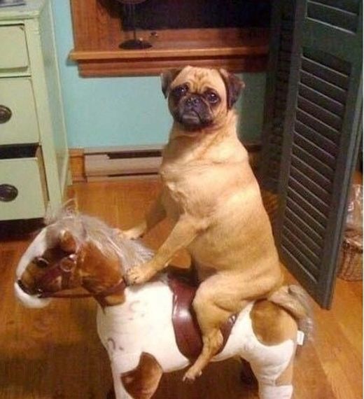 くすりと笑える動物画像 در توییتر くすりと笑えた人はrt ヨロシク 癒し画像 動物画像 おもしろい 面白画像 ペット T Co Lcczai46mp くすりと笑える動物画像 در توییتر くすりと笑えた人はrt ヨロシク 癒し画像 動物画像 おもしろい 面白画像 ペット T Co Lcczai46mp