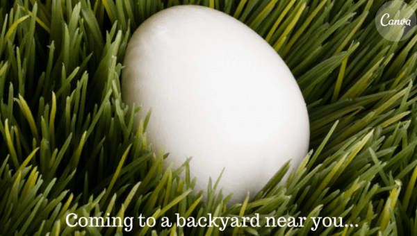 GuyKawasaki's tweet photo. Rent-a-chicken provides you with daily fresh eggs http://t.co/XR5hCb0063 http://t.co/nIszqX7BqB