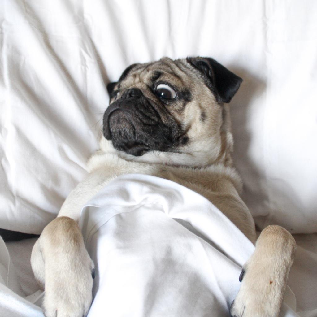 itsdougthepug tweet picture