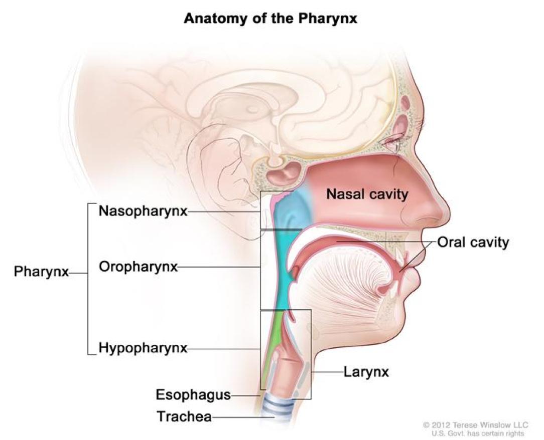 National Cancer Institute tweet media