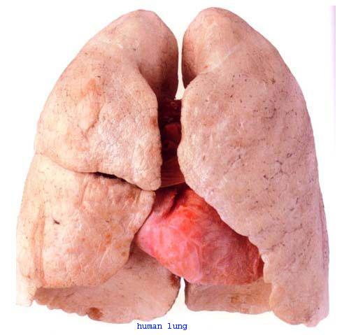 The first photo is your lungs
the second photo is your lungs after smoking