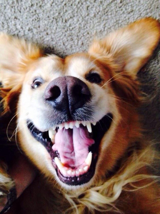 goiFetch tweet picture