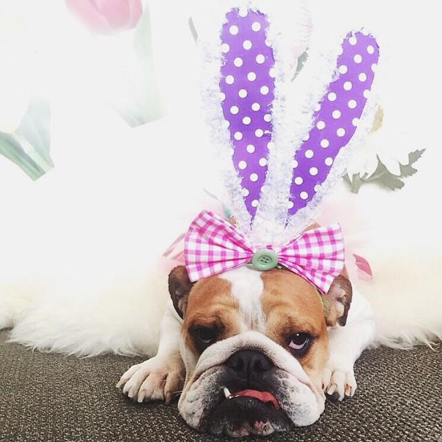 raddie_cz's tweet photo. Happy Easter from Coco and I! ๐๐๐ #CocoHam #HappyEaster #BestDogs @roscoelovescoco by lewishamilton http://t.co/YSwtVBX3TM