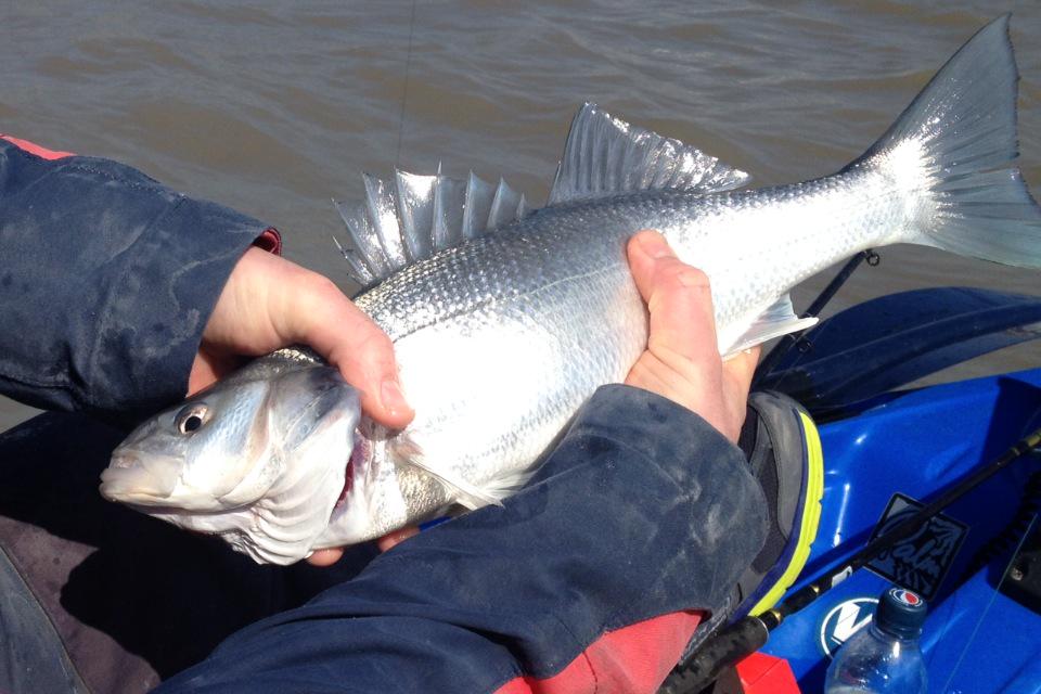 michaelburnett9's tweet photo. #kayakfishing #Barry#southwales#bass#spottedray#turbot#thornbackray#thewaytofish http://t.co/9AmKLrLFuD