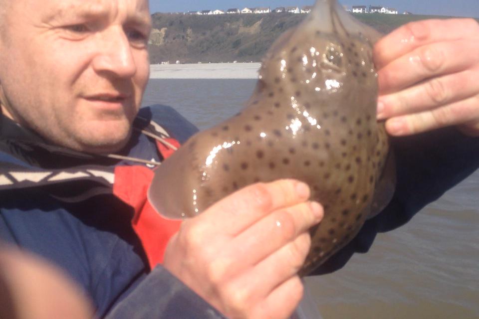 michaelburnett9's tweet photo. #kayakfishing #Barry#southwales#bass#spottedray#turbot#thornbackray#thewaytofish http://t.co/9AmKLrLFuD