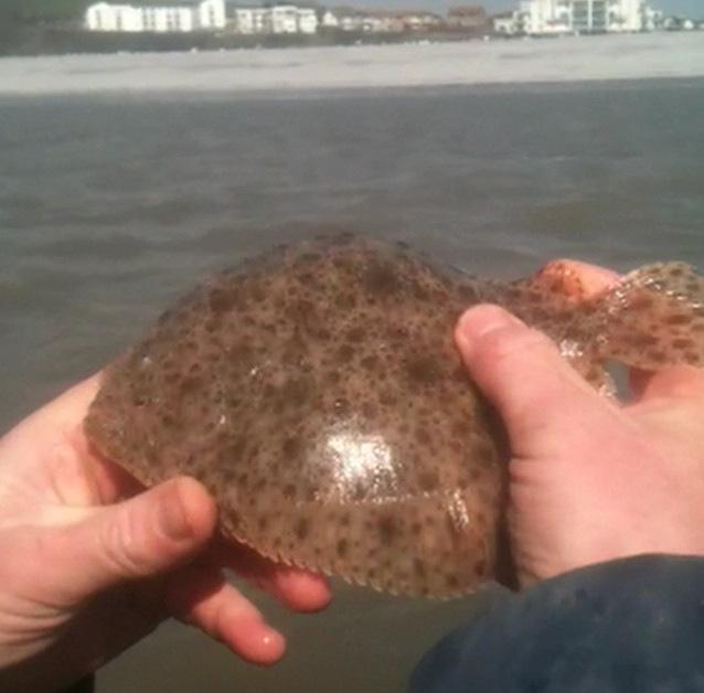 michaelburnett9's tweet photo. #kayakfishing #Barry#southwales#bass#spottedray#turbot#thornbackray#thewaytofish http://t.co/9AmKLrLFuD