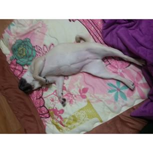 Joy_PhotoCam's tweet photo. 왜이러는거니.. #likefrog #호두 #퍼그 #pug #개스타그램 #puppy http://t.co/M6Lpxm3hGe http://t.co/y3KMRuuXo5