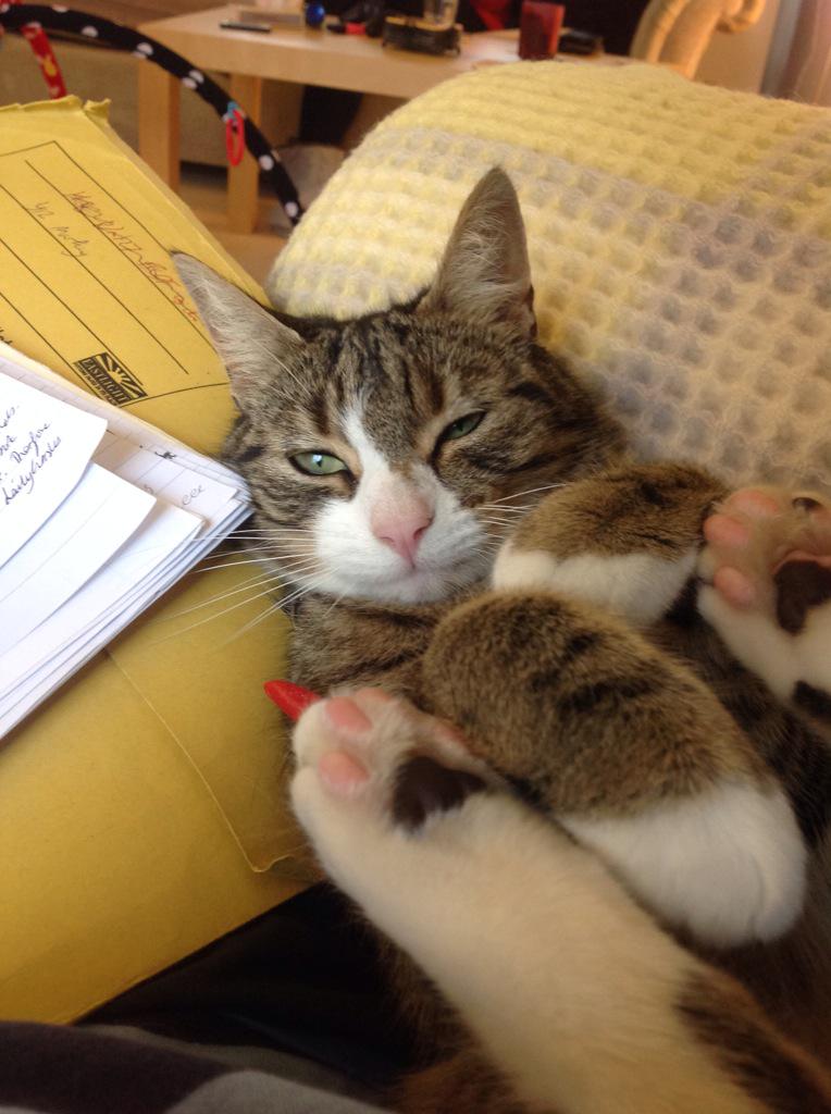 lost_otto's tweet photo. Great support from people trying to #FindOtto in Welwyn Garden City. Thanks for all the follows! http://t.co/jk7mxpx4Ve