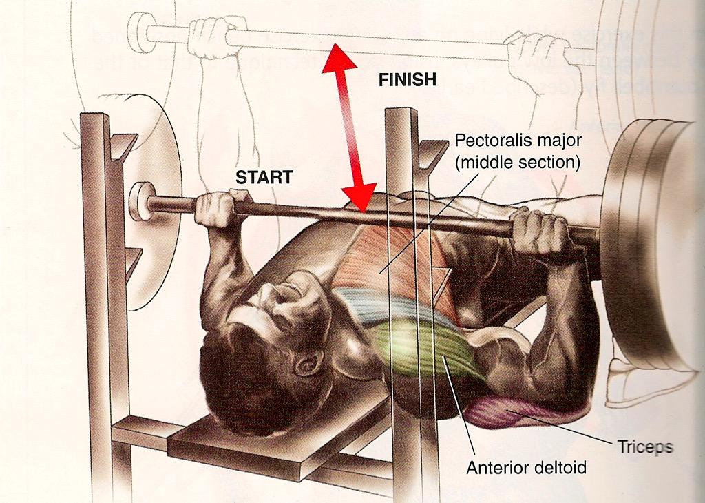 SuperbTweeting's tweet photo. RT if you Bench 225+ 💪
➡️ http://t.co/wc94pDJl9f ⬅️

• Must Read✔️
• Strength &amp; Aesthetics✔️
• Beginners &amp; Advanced✔️ http://t.co/5olE0XIGPX