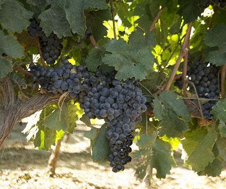 luxurytravel's tweet image. 7 of the best wineries in South Africa  bit.ly/1xVSw53