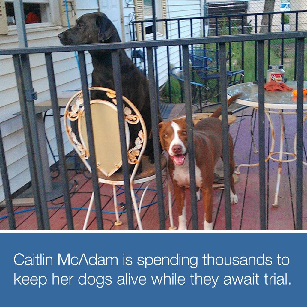 CNNMoneyPF's tweet photo. Jake and Lucy were seized from their home 2 mos ago
http://t.co/KuvcDYoA8B @CNNMoney @melhicken @blakeellis3 http://t.co/3jxn9VuY4z