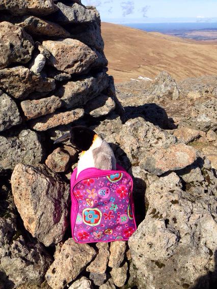 Child's rucksack incl Penguin found top Raise -I've taken down to <a href="/Catstycam/">Catstycam.com</a> Glenridding pls RT