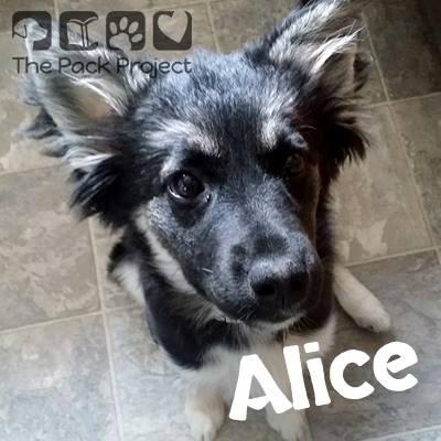 PackProjectSK's tweet photo. This is Alice a beautiful 4 mth old mix and looking for her fur-ver home http://t.co/1sEaGWEagw #resce #dogs #yqr http://t.co/JBmpwkzmtj