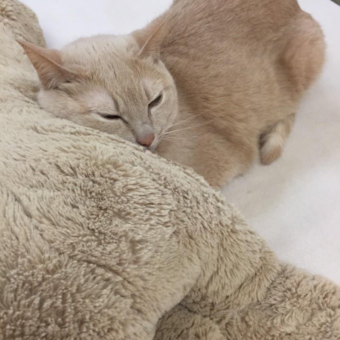 にゃんこ(*ˊૢᵕˋૢ*)♡♡ http://t.co/tc7xPP79oM