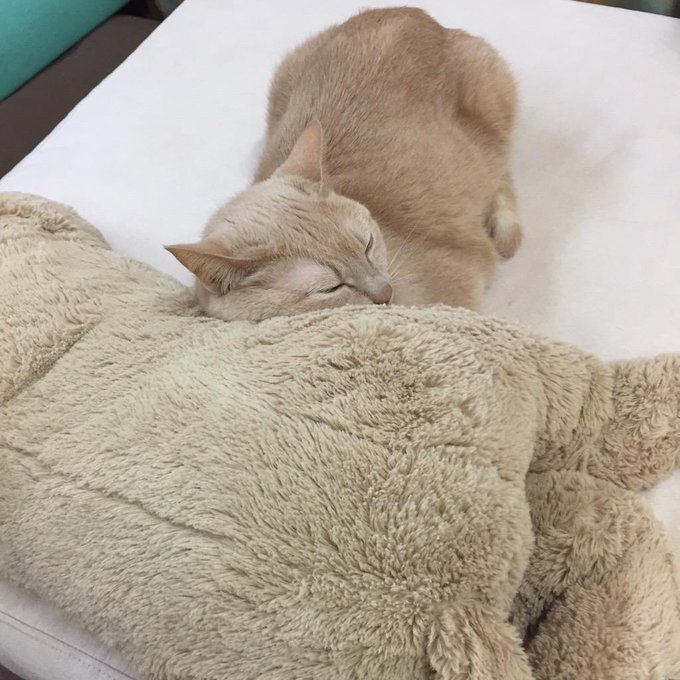 にゃんこ(*ˊૢᵕˋૢ*)♡♡ http://t.co/tc7xPP79oM