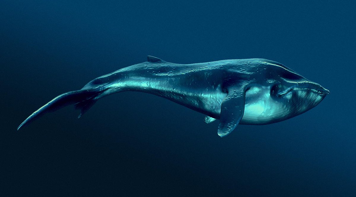artintime's tweet photo. A baby whale model I sculpted recently. Hope you like it http://t.co/qZOv0tLbK3