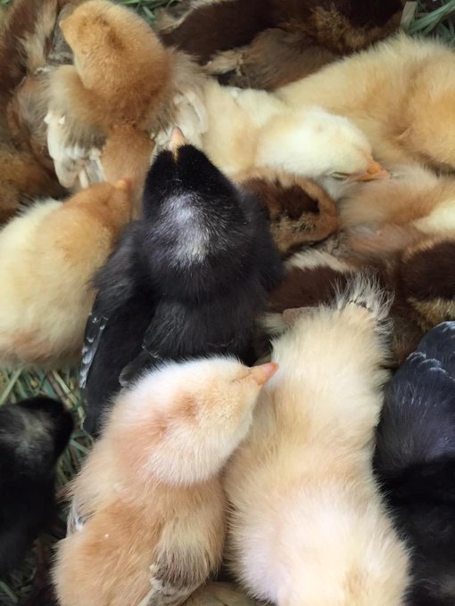 My Easter was filled with chicks @Playboy http://t.co/1NSYUj0CyY<a class="tags" href="/tag/playboy">@playboy</a><a href="/tag/bts"class="tags"><span>#bts</span></a>