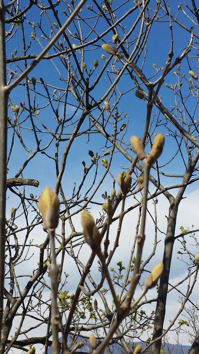 msommacampagna's tweet image. Garda in fiore #SpringWeek @LagoGardaPoint @TerFerrari @nadiazenato @ElenaTesLaCapp @OlioOfficina